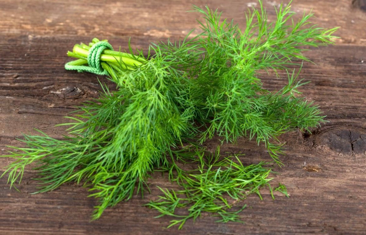 Aneth Frais Pièce