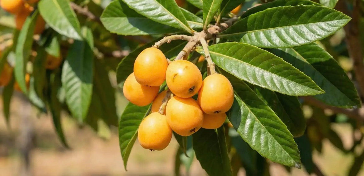 Nefles Yeni Dünya 1kg