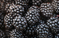 Mûres 125g